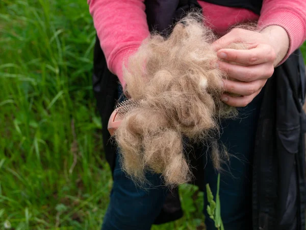 Lungo Cappotto Cane Spargimento Sul Pettine Animali Domestici Primo Piano — Foto Stock