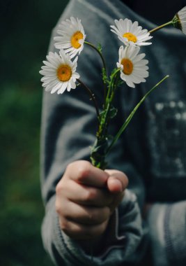 Çocuğun elinde çiçek açan taze papatya buketi karanlık ve karamsar bir stil. Çocuk anneye hediye hazırlıyor. Güzel papatya çiçekleri sade. Anneler Günü şenlik çiçekli motivasyon tebrik kartı..