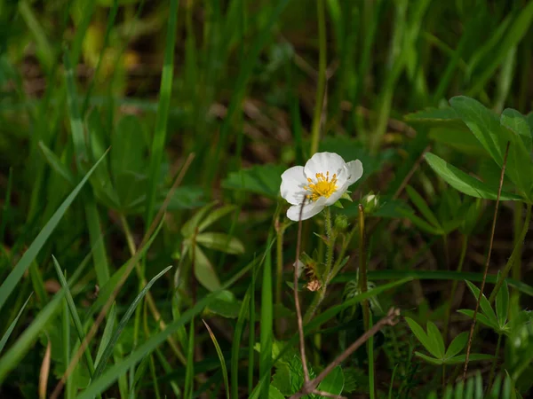 Wild Woodland Strawberry Bush White Flowers Growth Closeup Outdoor Spring — Stock Photo, Image