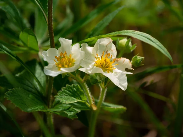 Wild Woodland Strawberry Bush White Flowers Growth Closeup Outdoor Spring — Stock Photo, Image