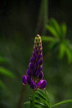 Çiçek açan mor Lupine çiçekleri - Lupinus polyphyllus bitkileri bahar bahçesinde yetişiyor. Yeşil yapraklı, mor leylak çiçeği. Kartpostal, botanik poster arka planı, kır çiçeği duvar kağıdı..