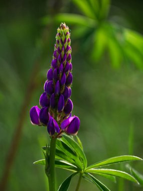 Çiçek açan mor Lupine çiçekleri - Lupinus polyphyllus bitkileri bahar bahçesinde yetişiyor. Yeşil yapraklı, mor leylak çiçeği. Kartpostal, botanik poster arka planı, kır çiçeği duvar kağıdı..