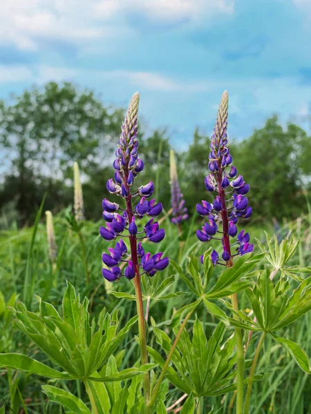 Flor Roxo Lupine Flores Lupinus Polyphyllus Plantas Forrageiras Crescendo Jardim — Fotografia de Stock