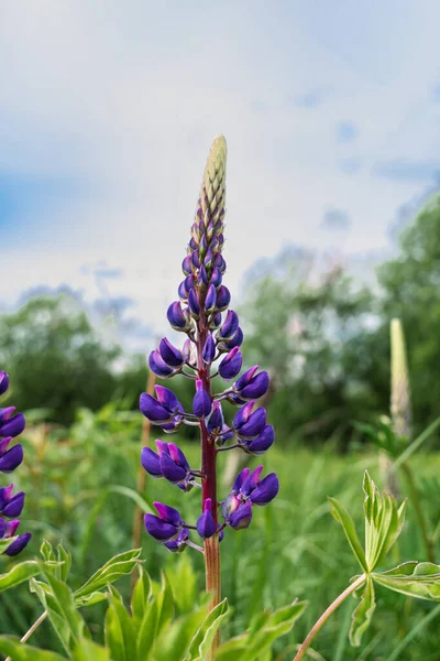 보라색 정원에서 자라는 바이올렛 라일락 과푸른 식물학 포스터 야생화 — 스톡 사진