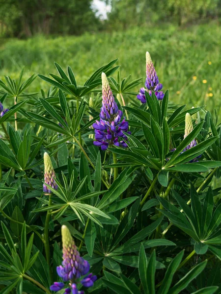 Bloeiende Paarse Lupine Bloemen Lupinus Polyphyllus Voedergewassen Groeien Voorjaarstuin Violet — Stockfoto