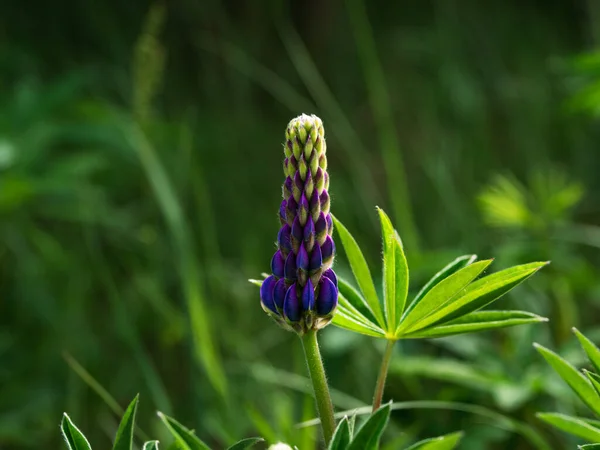 Flores Púrpuras Florecientes Lupine Plantas Forrajeras Lupinus Polyphyllus Que Crecen — Foto de Stock