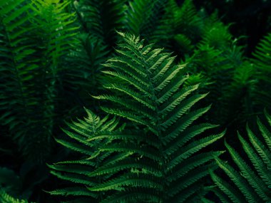 Yaz ormanlarında yetişen yeşil eğrelti otu karanlık ve karamsar bir tarzda. Dokulu zümrüt rengi botanik doğal arka plan anahtarını bırakır. Vahşi bitki dalları doğa orman parkı botanik arka plan poster kağıtları.