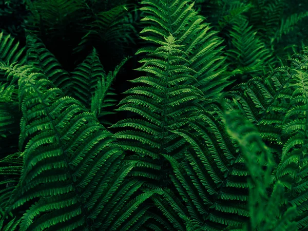 Green Fern Growing Summer Jungles Dark Moody Style Textured Emerald — Stock Photo, Image