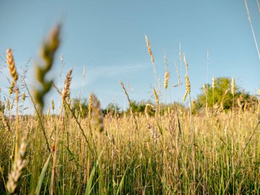 Green wheat spikelets ripening in Ukrainian field on sunny day. Family farming, agriculture harvest crop cereal growth. Global food crisis concept. World's hunger danger. Sunset countryside landscape.
