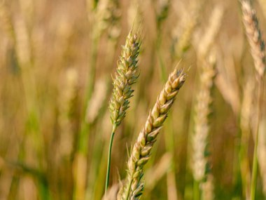 Green wheat spikelets ripening in Ukrainian field on sunny day. Family farming, agriculture harvest crop cereal growth. Global food crisis concept. World's hunger danger. Sunset countryside landscape.