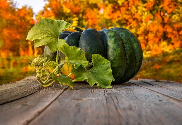 Une Grande Citrouille Verte Sur Comptoir Bois Sur Fond Jardin — Photo