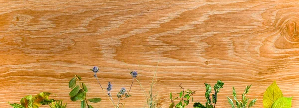 Plaatsing van gras op een houten achtergrond. Denkbeeldige plantengroei, herbarium. — Stockfoto