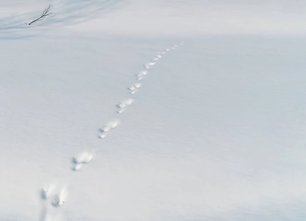 Spår av ett vilt djur i snön. — Stockfoto