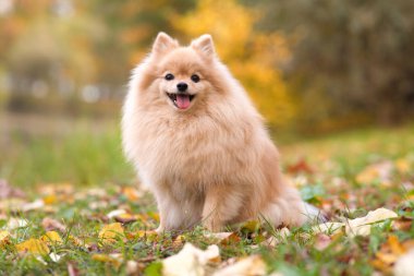 Güzel Pomeranya Spitz köpeğinin portresi, küçük mutlu pozitif köpek yavrusu, altın sonbahar parkında yürüyor, sarı renkli yapraklarda oturuyor ve dilleri dışarı fırlamış gülümsüyor.. 