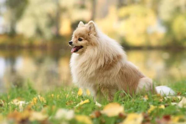 Retrato do belo cão spitz da Pomerânia, filhote de cachorro positivo feliz bonito andando no parque de outono dourado, sentado em folhas coloridas amarelas e sorrindo com a língua para fora. — Fotografia de Stock
