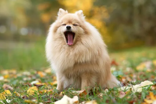 Retrato de belo sonolento bocejo Pomeranian Spitz cão, filhote de cachorro é bocejo. Cão gritando com a boca larga aberta. Caminhando no parque de outono dourado. — Fotografia de Stock