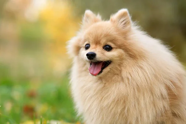 Porträtt av söt vacker glad Pommerska Spitz hund, leende positiv valp promenader i gyllene höstpark på solig dag. — Stockfoto