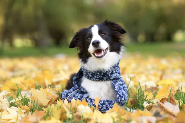 Portrait of happy positive beautiful black and white dog Border Collie in scarf lying in colourful yellow leaves, foliage in golden autumn park and smiling Royalty Free Stock Images