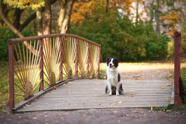 Terk edilmiş yalnız, üzgün, güzel, siyah beyaz köpek Border Collie kayıp. Parktaki bir köprüde oturuyor ve sahibini bekliyor.. 