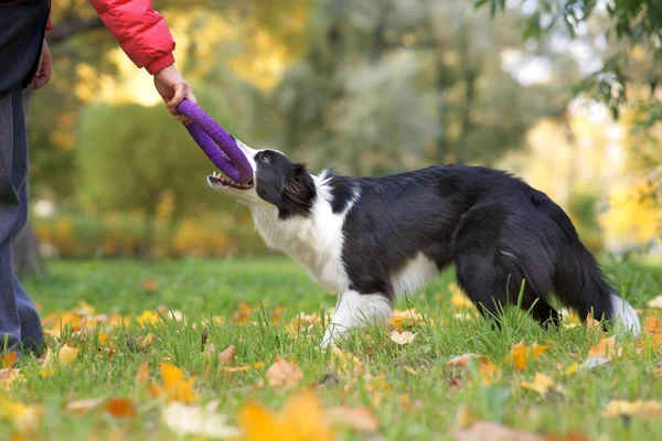 認識できない人は 幸せな子犬からおもちゃを奪う 公園の屋外で犬と遊んでいます ボーダー コリーはおもちゃを噛み ゲームをする ロイヤリティフリーのストック画像