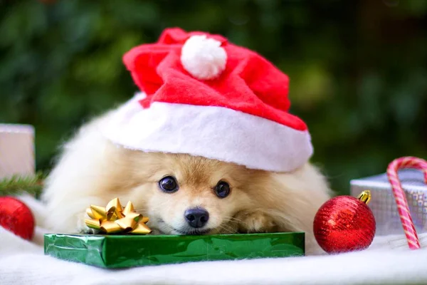 サンタクロースの帽子でかわいい子犬の肖像画 クリスマスプレゼント 贈り物や装飾で笑顔幸せな正ポメラニアンスピッツ犬 ペットとの幸せな新年 メリークリスマス ストック写真