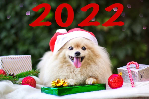 Portrait Cute Little Puppy Santa Claus Hat Happy Positive Pomeranian — Stock Photo, Image