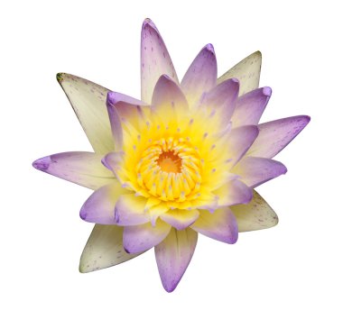 Lotus çiçeği.