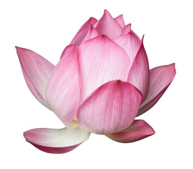 Lotus çiçeği.