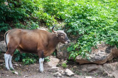 bir bant, Tayland portresi