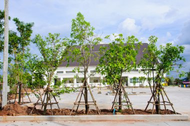 arka bina ile Bahçe ağacında rehabilite