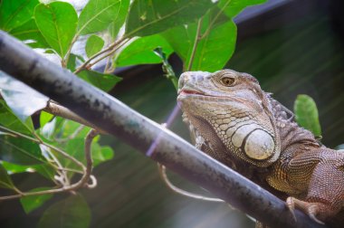iguana veya ortak iguana portresi