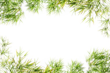 Bambu yaprakları çerçeve beyaz arkaplanda izole.