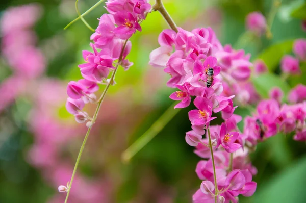 Acercamiento Coral Vine, Enredadera Mexicana, Cadena de Amor flor — Foto de Stock