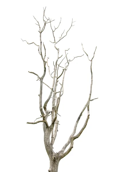Toter und trockener Baum ist auf weißem Hintergrund isoliert — Stockfoto