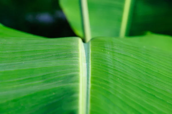 Folha de banana — Fotografia de Stock