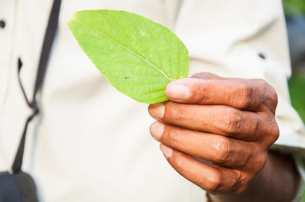 Young hand holding a green leaf — Stock Photo, Image