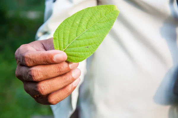 Mână tânără care ține o frunză verde — Fotografie, imagine de stoc