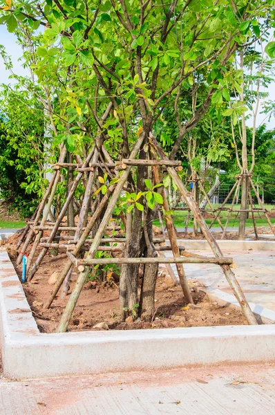 Rehabiliteren boom in tuin — Stockfoto