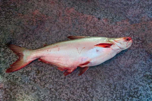 市場の虹色の鮫 — ストック写真