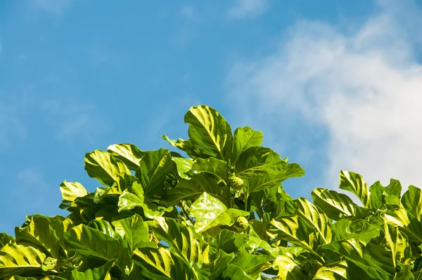 Fresh leaves against the sky — Stock Photo, Image