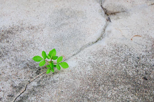 Groeiende plant op cement — Stockfoto