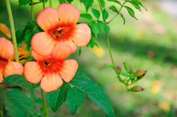 Flores naranjas en la naturaleza — Foto de Stock