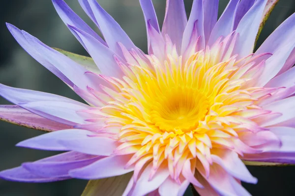 Flor de lótus na natureza, que floresce bonita — Fotografia de Stock