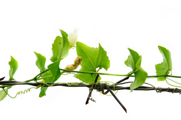 Ivy hiding the sharp spikes of barb wire on white background — Stock Photo, Image