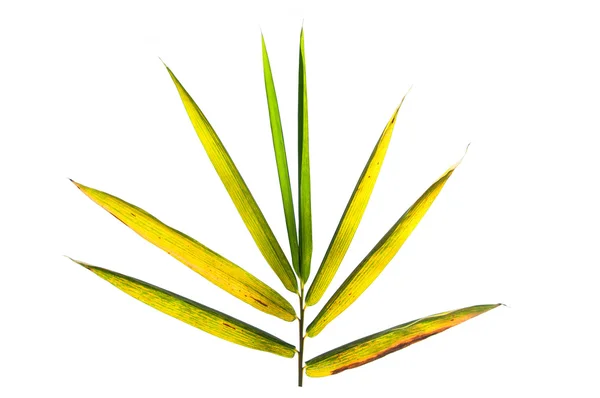 Bamboo leaves isolated on white background