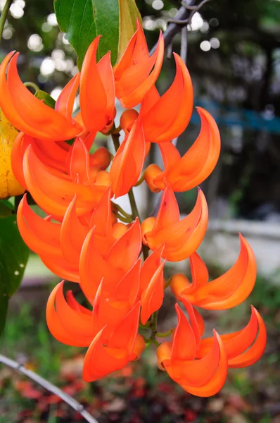 Orangefarbene Blüte der Neuguinea-Schlingpflanze, mucuna bennettii — Stockfoto
