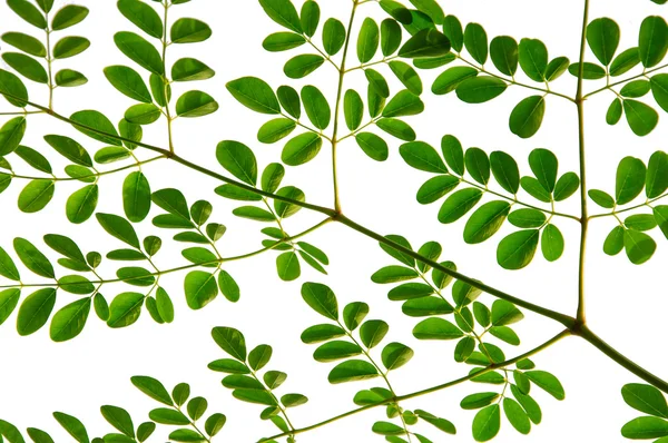 Moringa comestível deixa sobre fundo branco — Fotografia de Stock