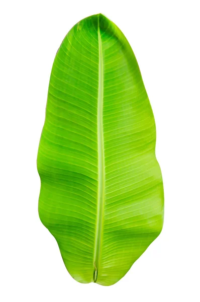Folha de banana verde isolada no fundo branco — Fotografia de Stock