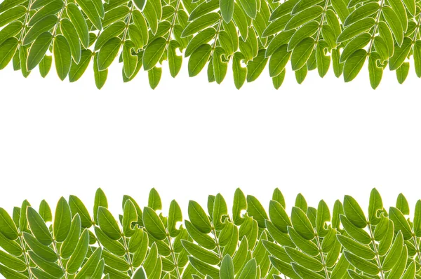 Quadro folhas verdes isolado no fundo branco — Fotografia de Stock