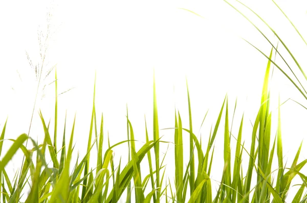 Green grass isolated on white background — Stock Photo, Image